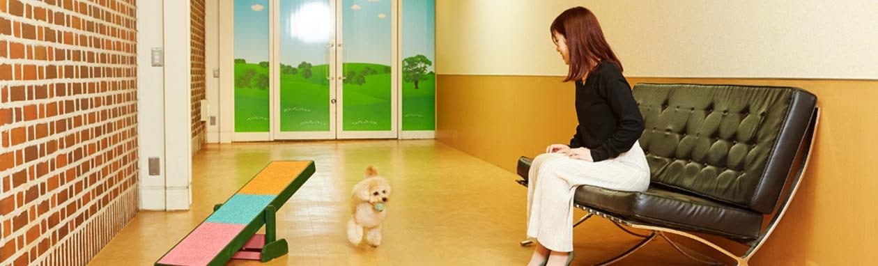 Dog-friendly stays
