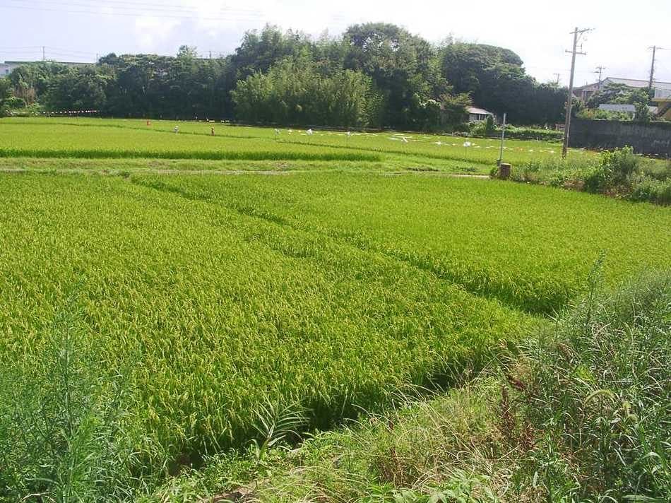 직접 기른 쌀·채소와 체험