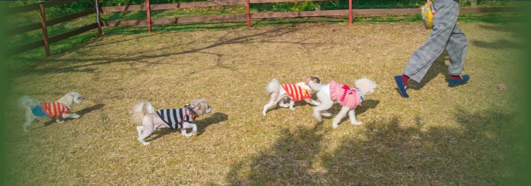 Time Together With Your Dog