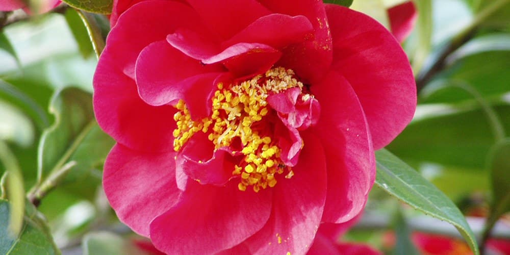 Hoshun-en, a garden of snow camellias