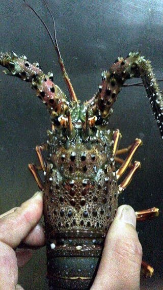 A Sashimi Course with Live Spiny Lobster