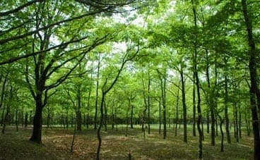 A Forest Ryokan Founded in 1917