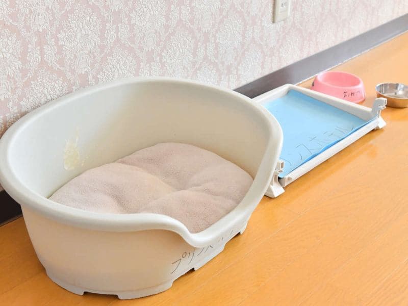 Pet-Friendly Rooms for You and Your Dog