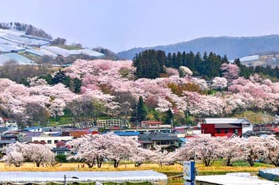 A Thousand Cherry Trees and Nearby Sights