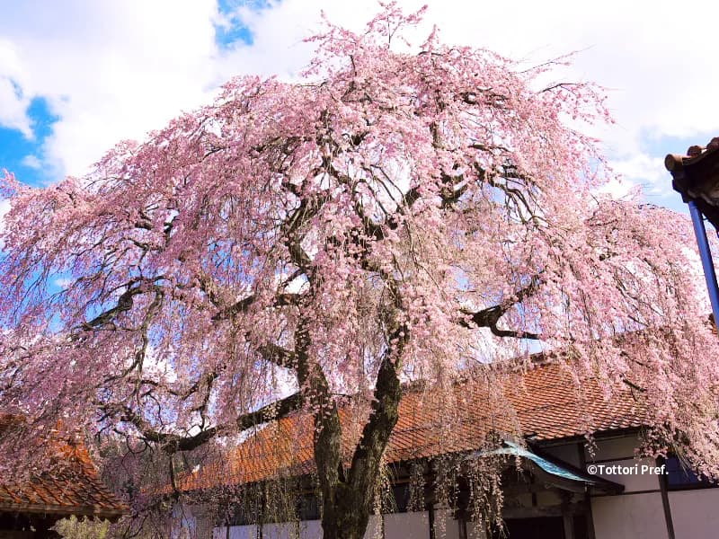 Barcos Ryokan Misasaso photo 8