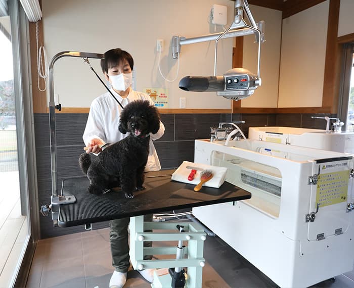 Dog Spa