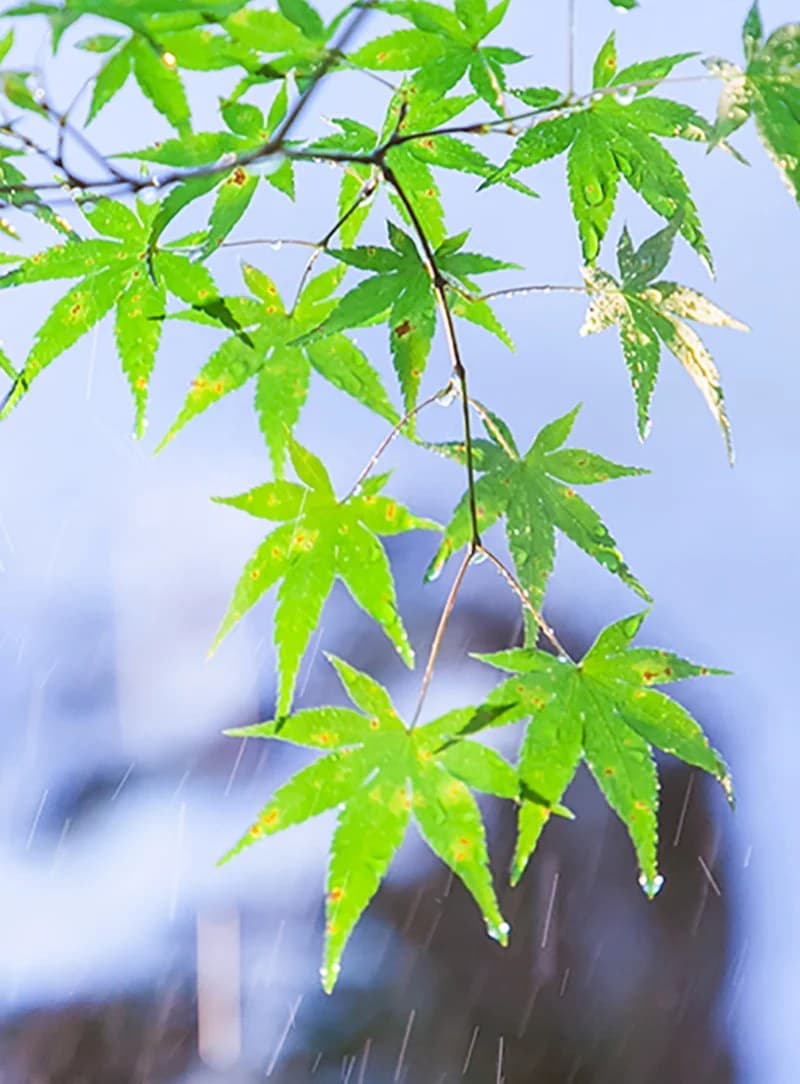 도사 교엔