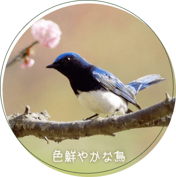 Shizuoka Prefectural Forest Park Mori-no-Ie Lodge