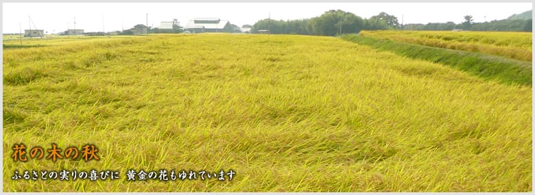 하나노키 인 (사도 아일랜드)