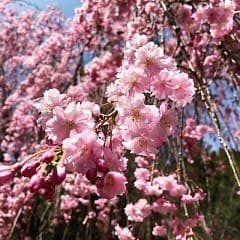 Okuhida's four seasons