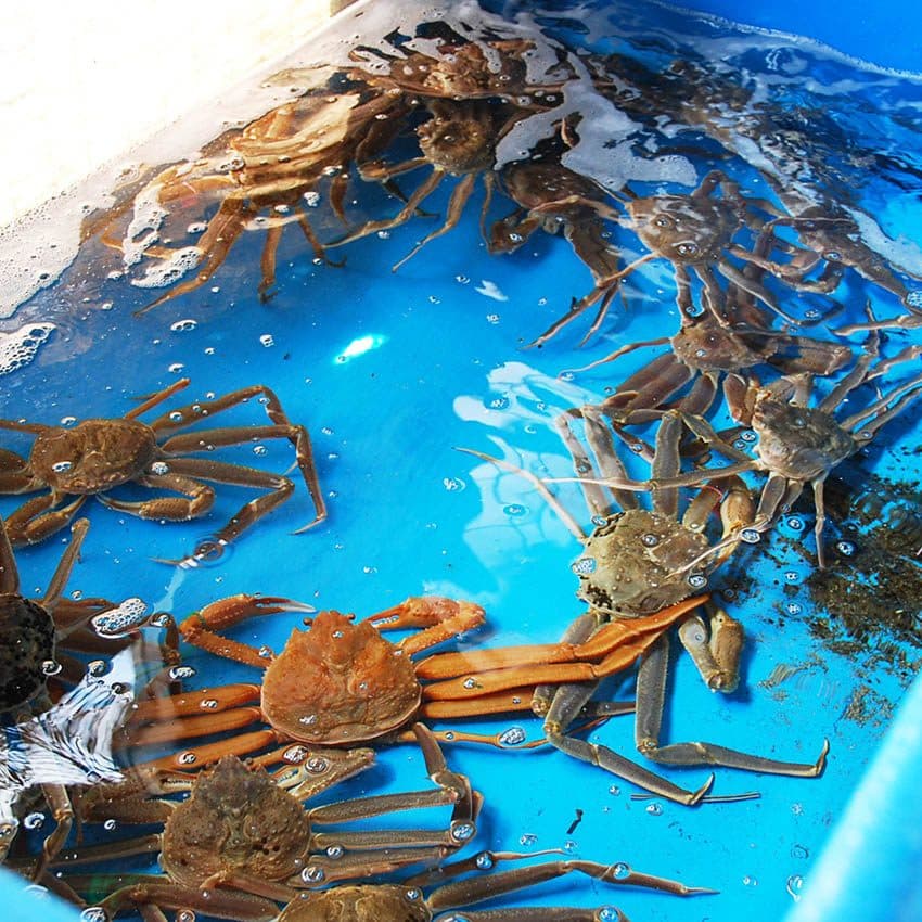 대게 수조와 바다 체험