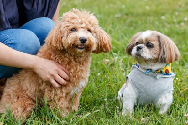 An Inn That Welcomes Dogs