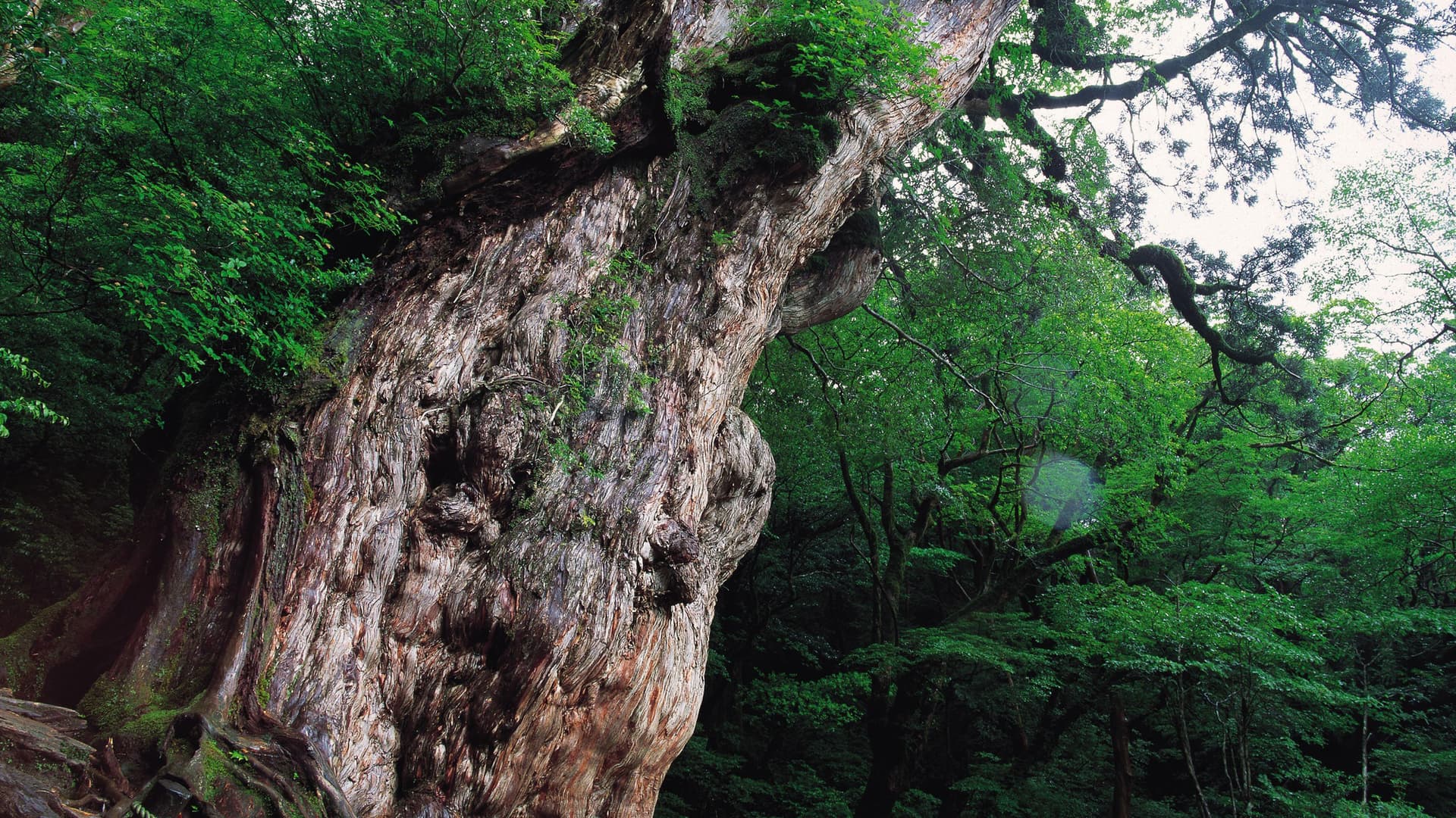 Jomon Sugi Hiking Guide