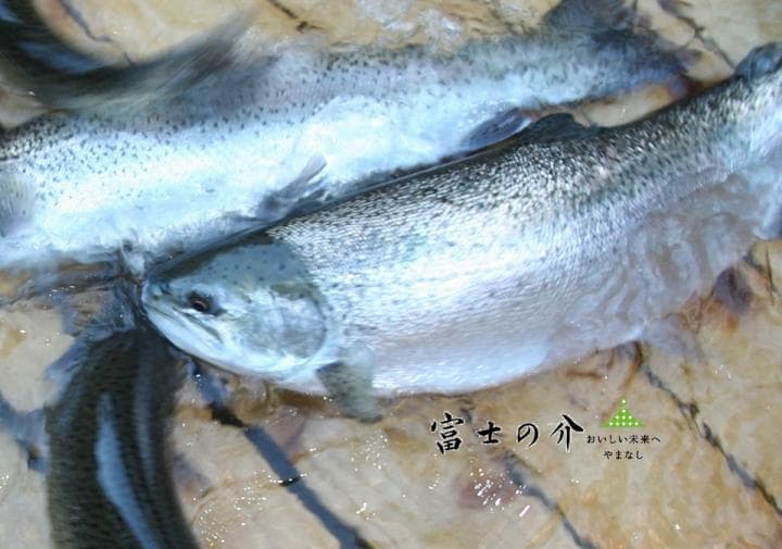 명물 '후지노스케'와 산채 요리