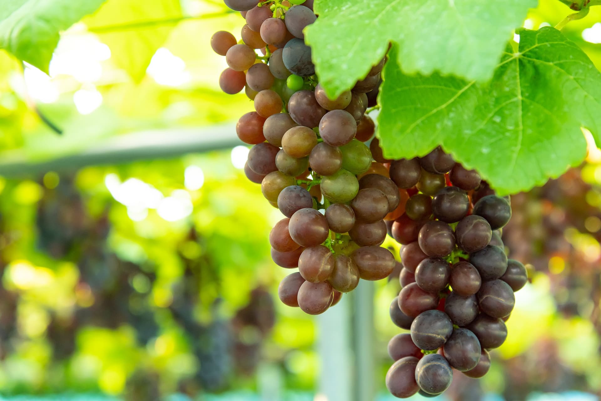 Grape picking and the four seasons