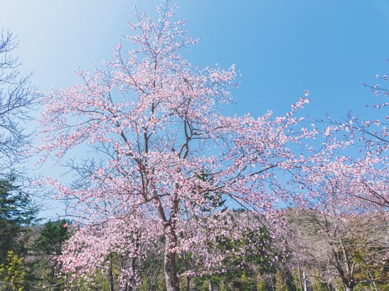 오쿠조잔케이온센 가쇼교엔 사진 13