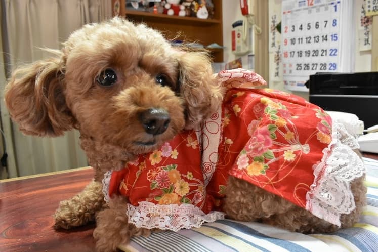 Dog