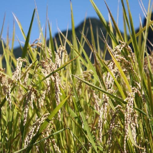 Rice