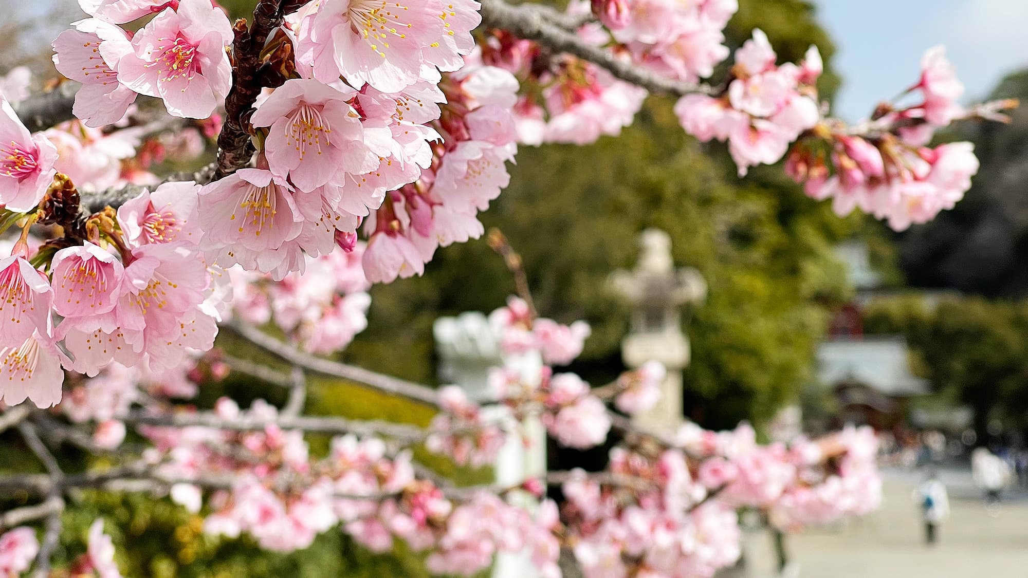 Hachiman Shrine Cherry Blossoms/15 minutes walk