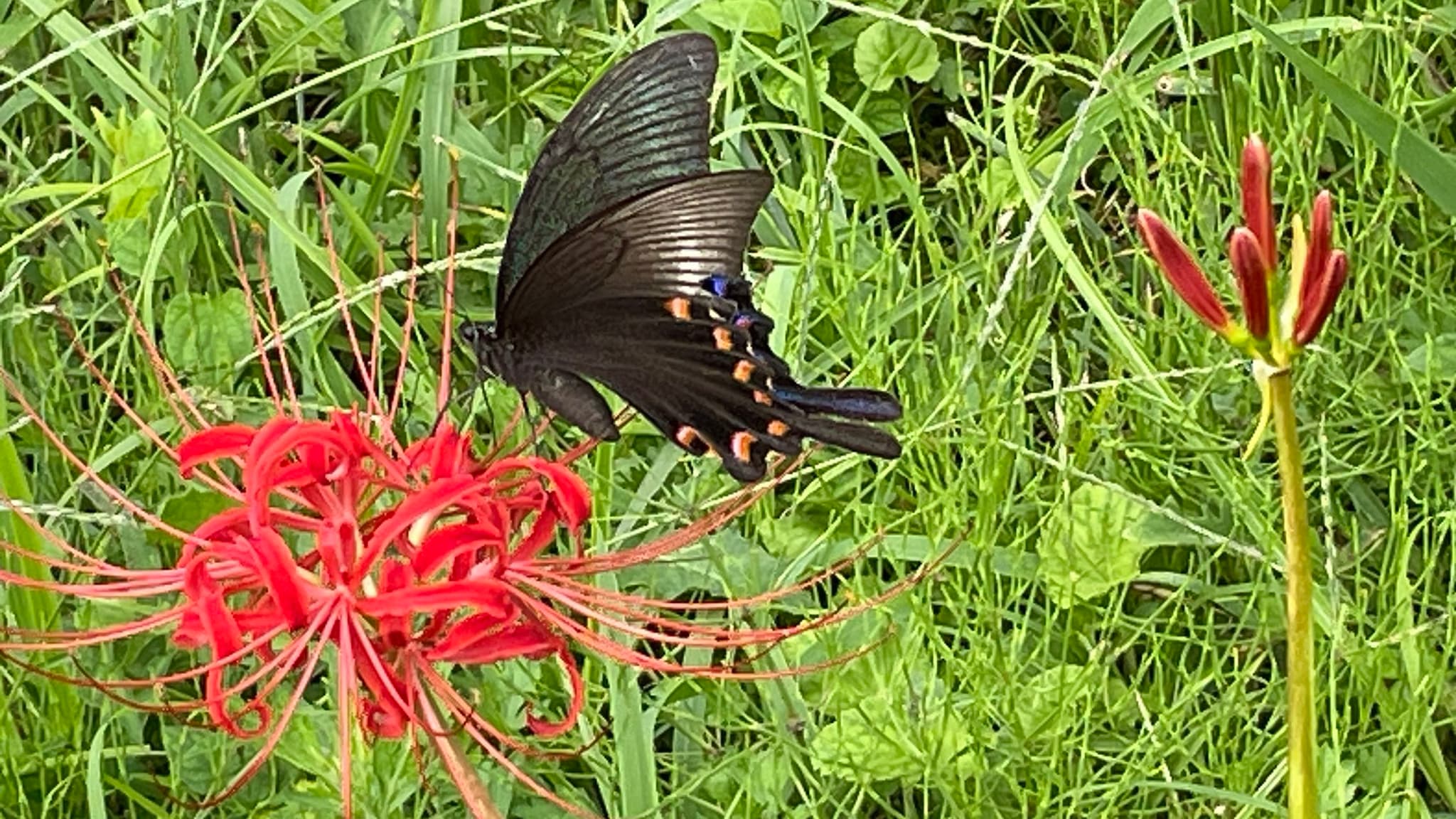 Autumn Butterflies