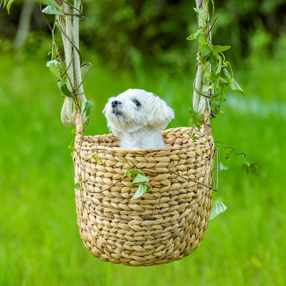 Very popular! Dog swing