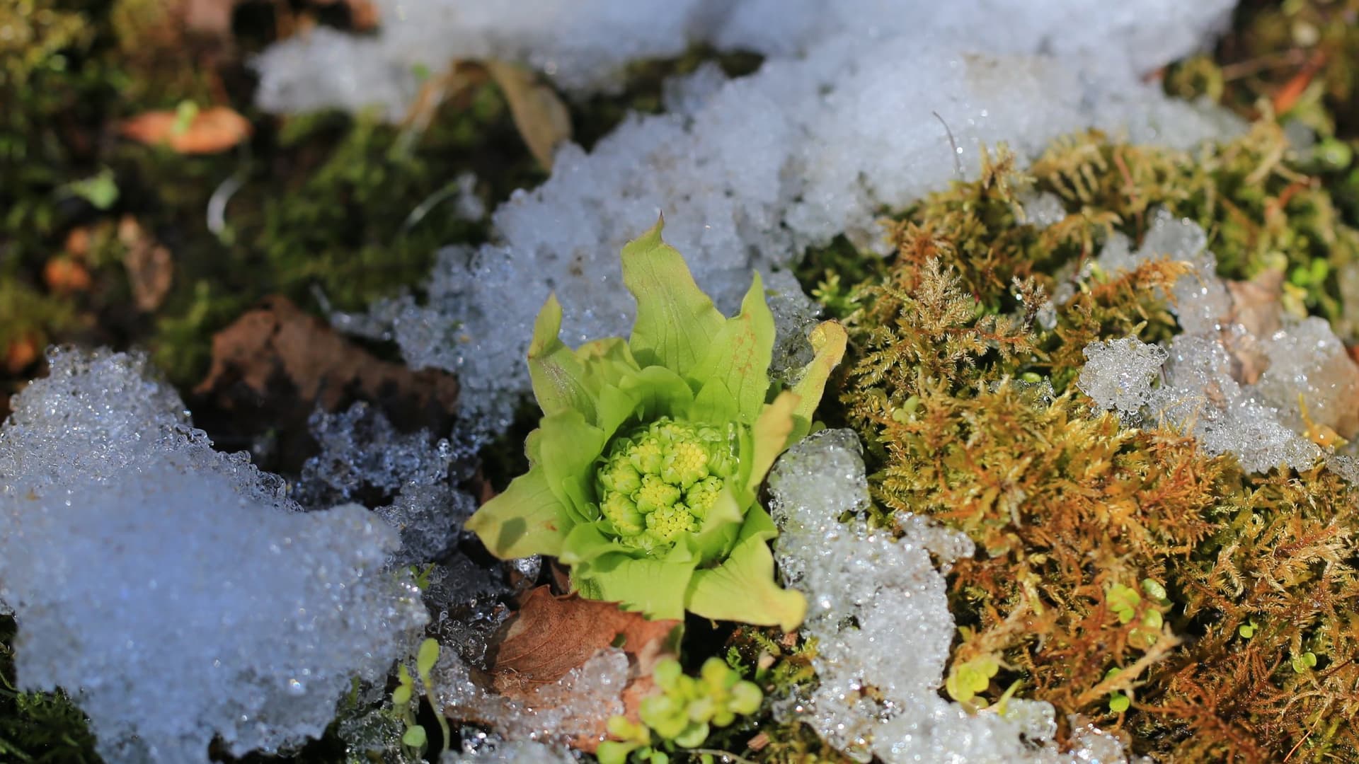 Butterbur