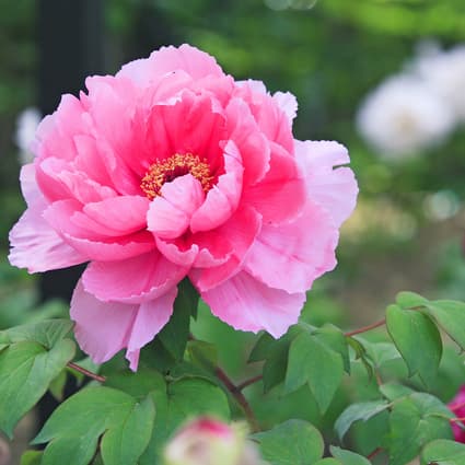 * Myounji Temple Peony Festival (image)