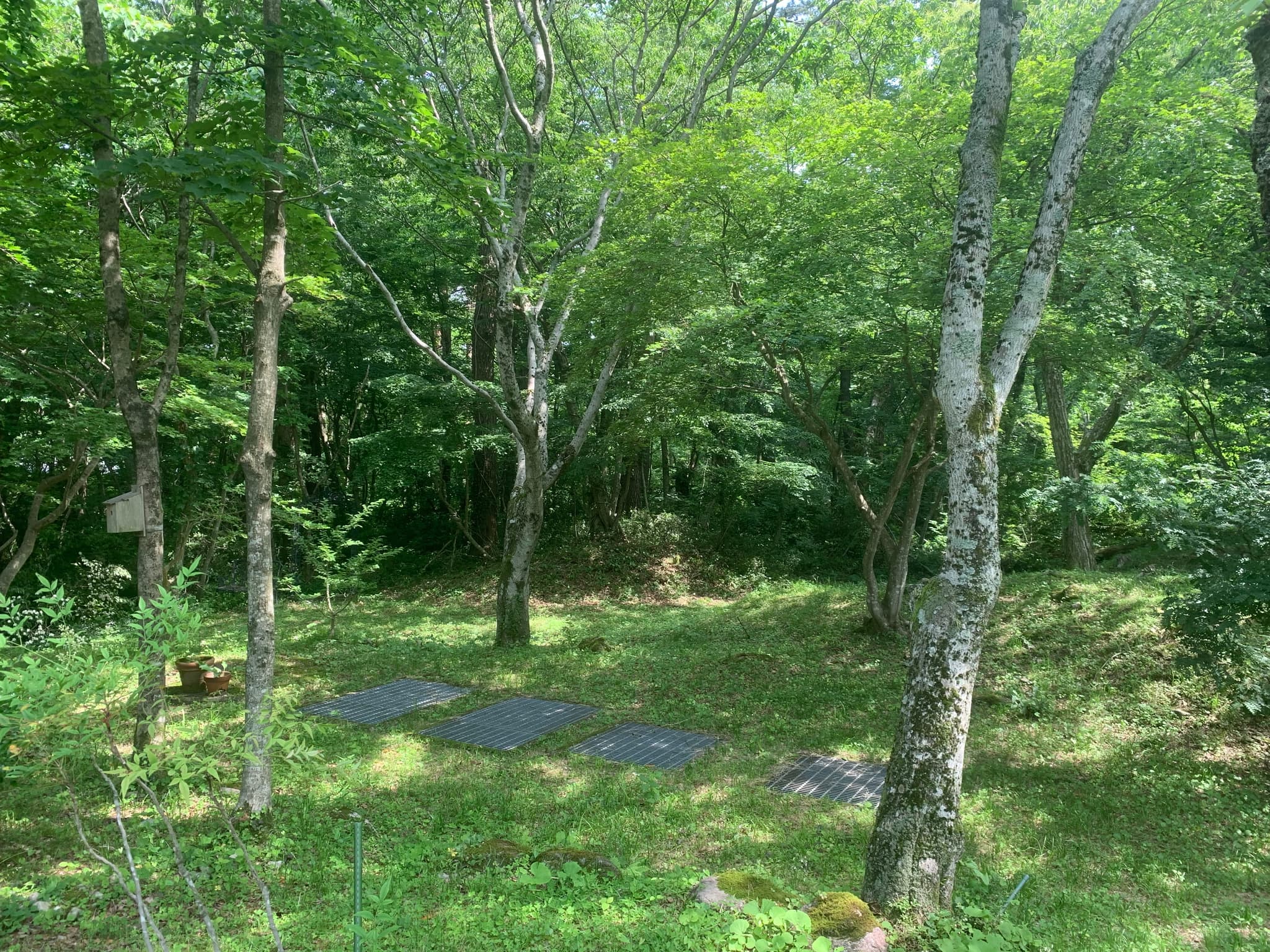 A quiet forest spreads out