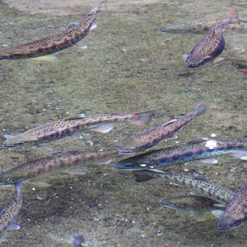 야마메소 photo 14