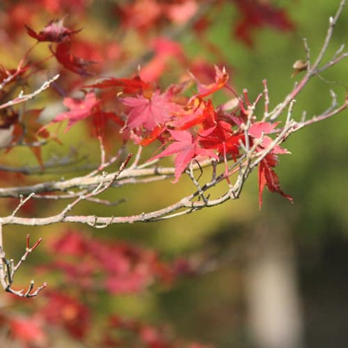 야마메소 photo 12