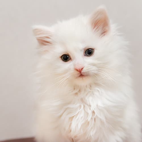 유바 온천 료칸 photo 18