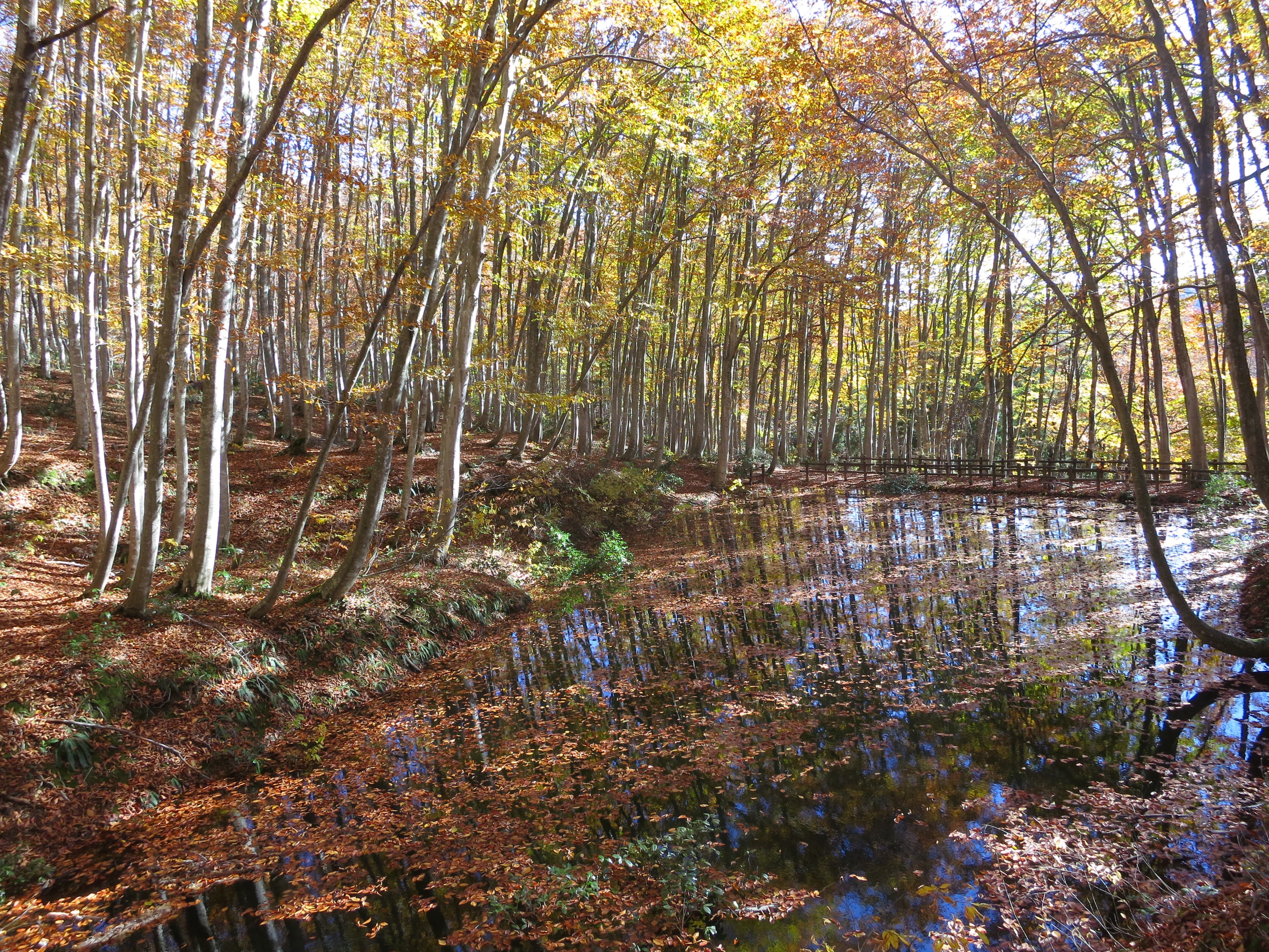 Bijinbayashi Autumn