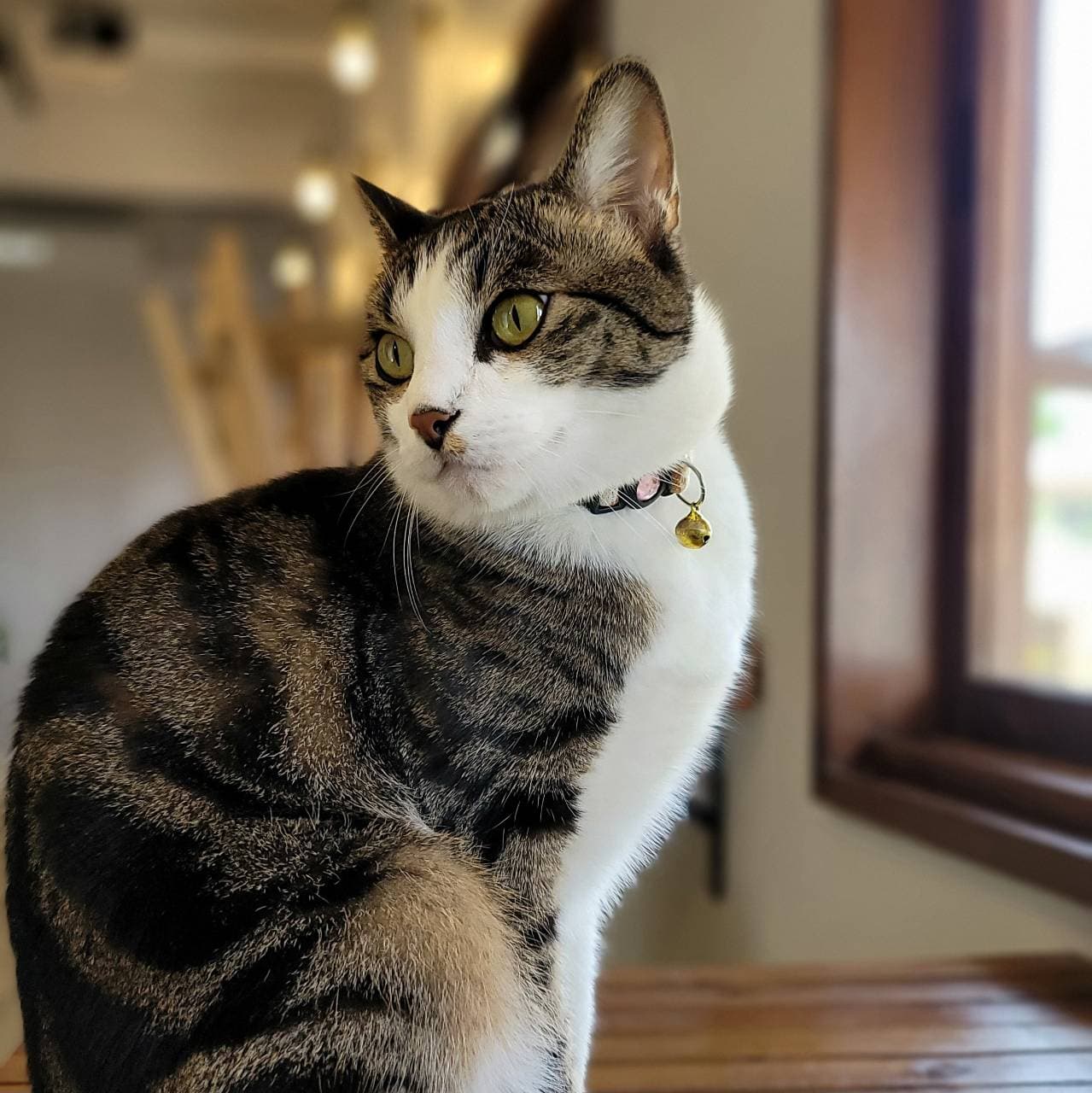Signboard cat Amato