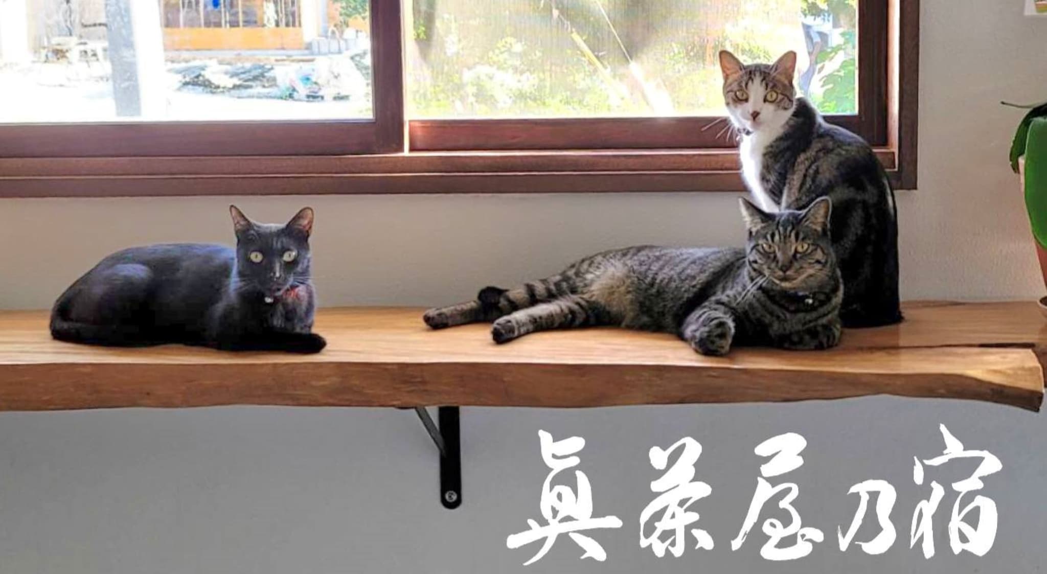 3 guest cats