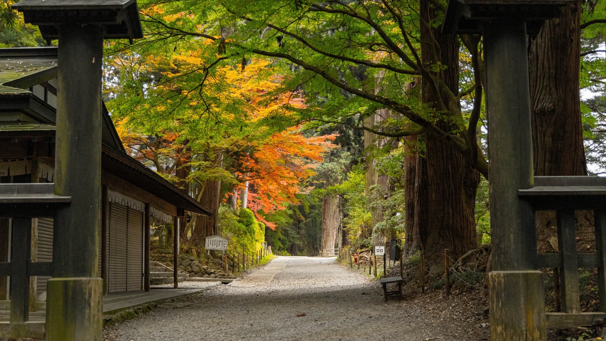 [Nearby sightseeing] "Chusonji Temple" is in the season when the fresh green leaves turn into autumn leaves.