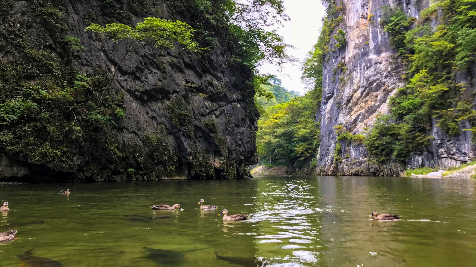 [Nearby sightseeing] "Geibikei" - Enjoy the seasonal scenery of river fish and birds leaping on the water's surface.