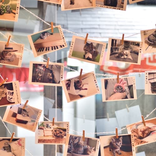 [Lobby] There are lots of pictures of the cats that we are proud of ♪