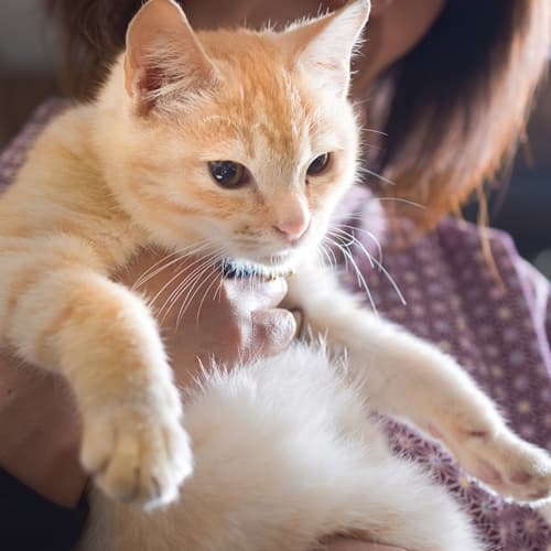 Promising new cat: Cat manager "Zabonyan"
