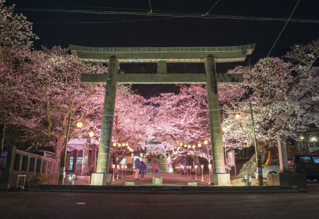 Gokoku Shrine_Night Cherry Blossoms