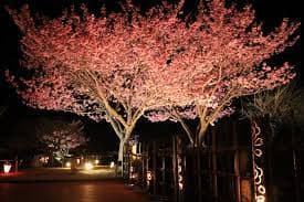 Toi Sakura