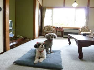 Pet-friendly 10-tatami Japanese-style room