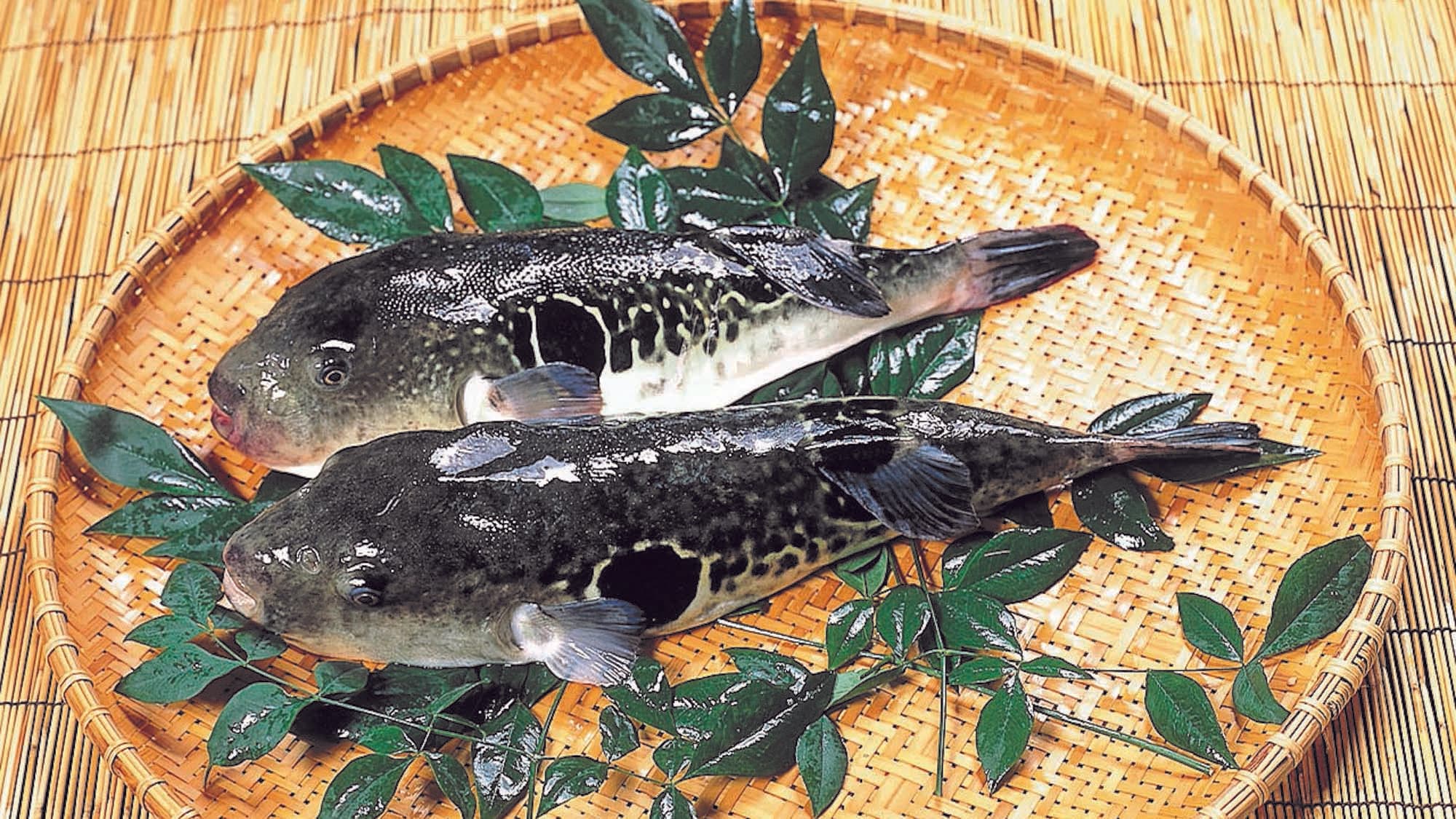 [Usuki Tiger Pufferfish] Enjoy the thickly sliced sashimi!