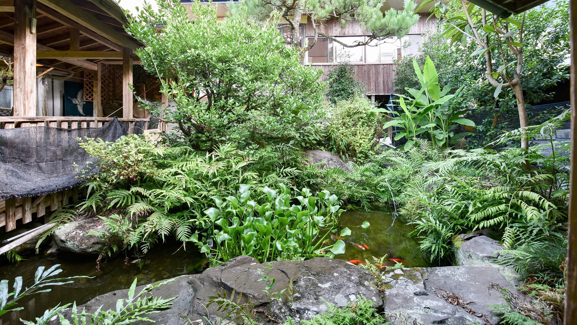 * [Example of facility: courtyard] In the courtyard full of greenery, you can see carp.
