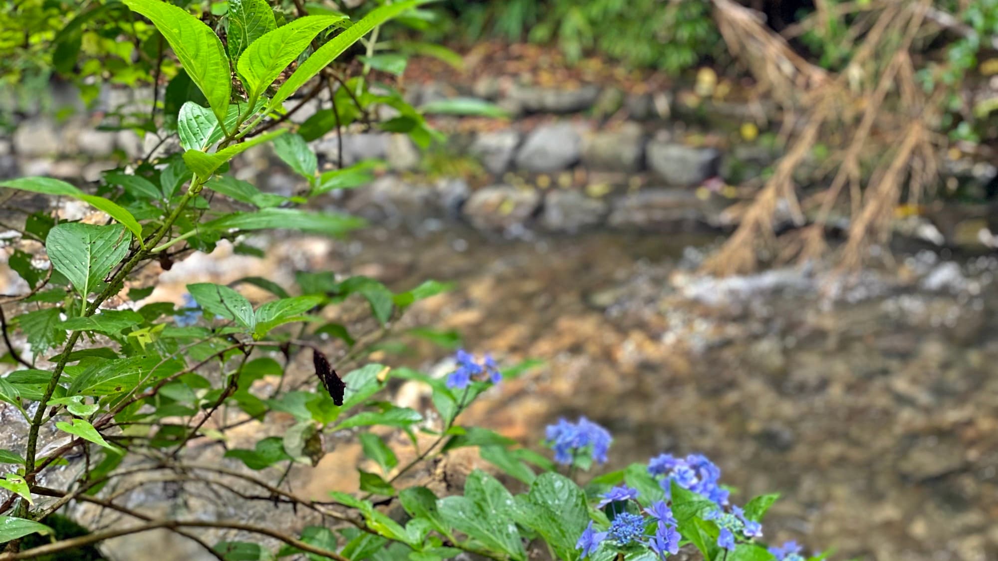 * [Example in the hall: Backyard] Please be healed from your daily life with the murmuring of the river and the gentle tone of insects.