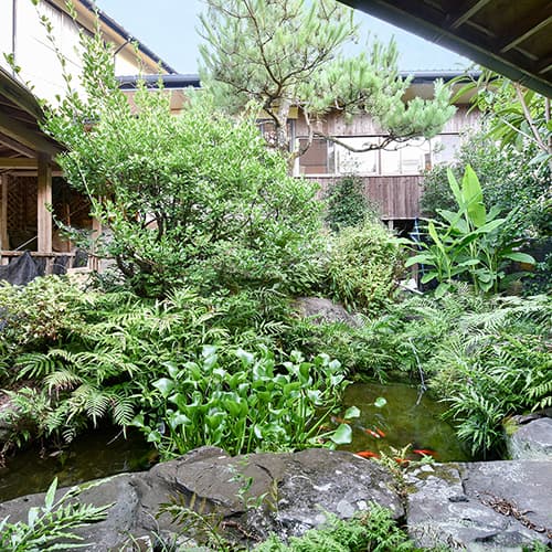 * [Example of facility: courtyard] In the courtyard full of greenery, you can see a carp.