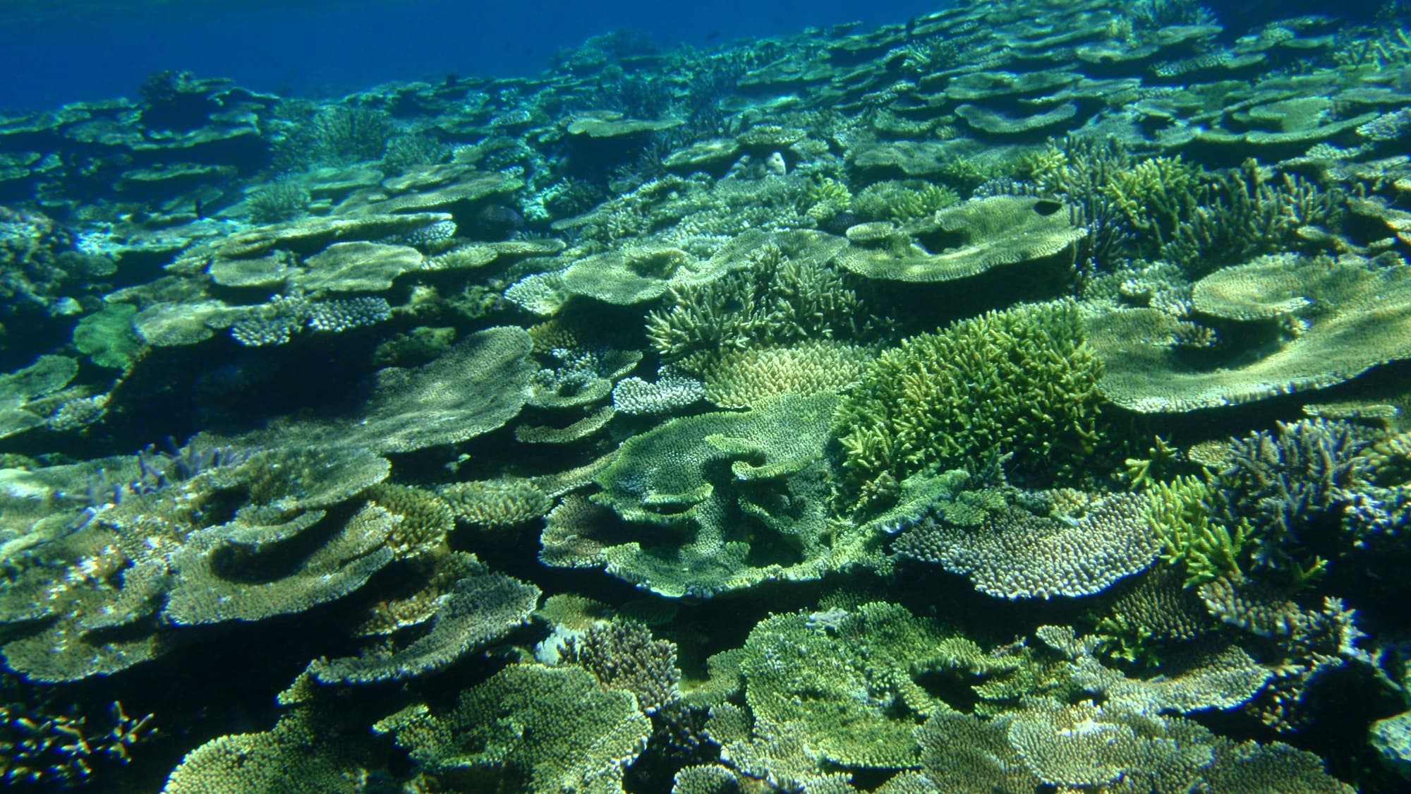 * [Peripheral landscape] Underwater of bright blue Iriomote Island. It is a paradise for colorful fish.