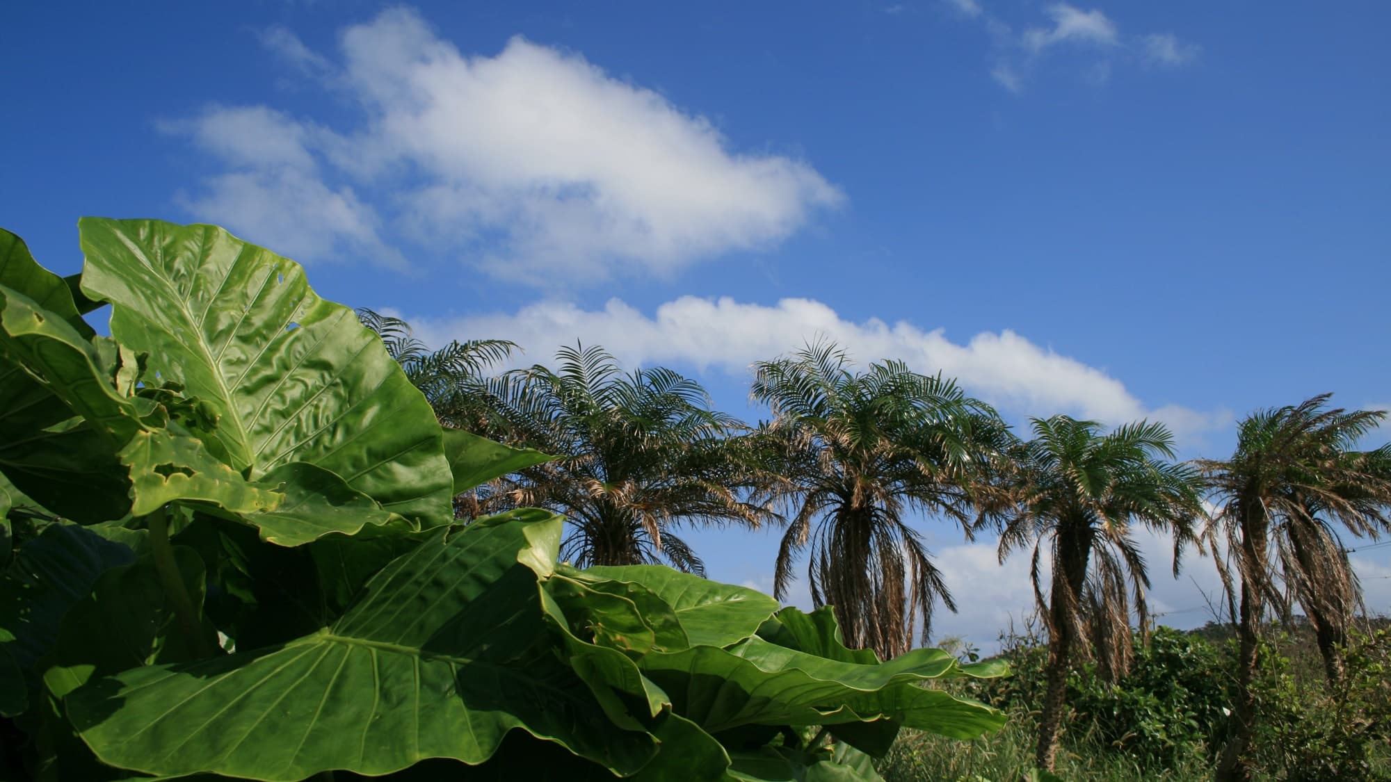 * [Landscape] Iriomote Island, where nature remains strong even in Okinawa. You can feel the passage of time slowly.