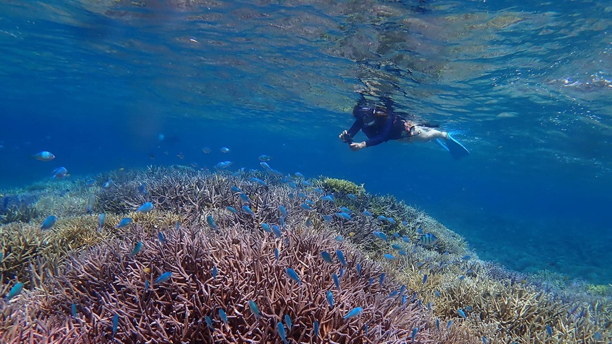 * Enjoy the clear underwater world!