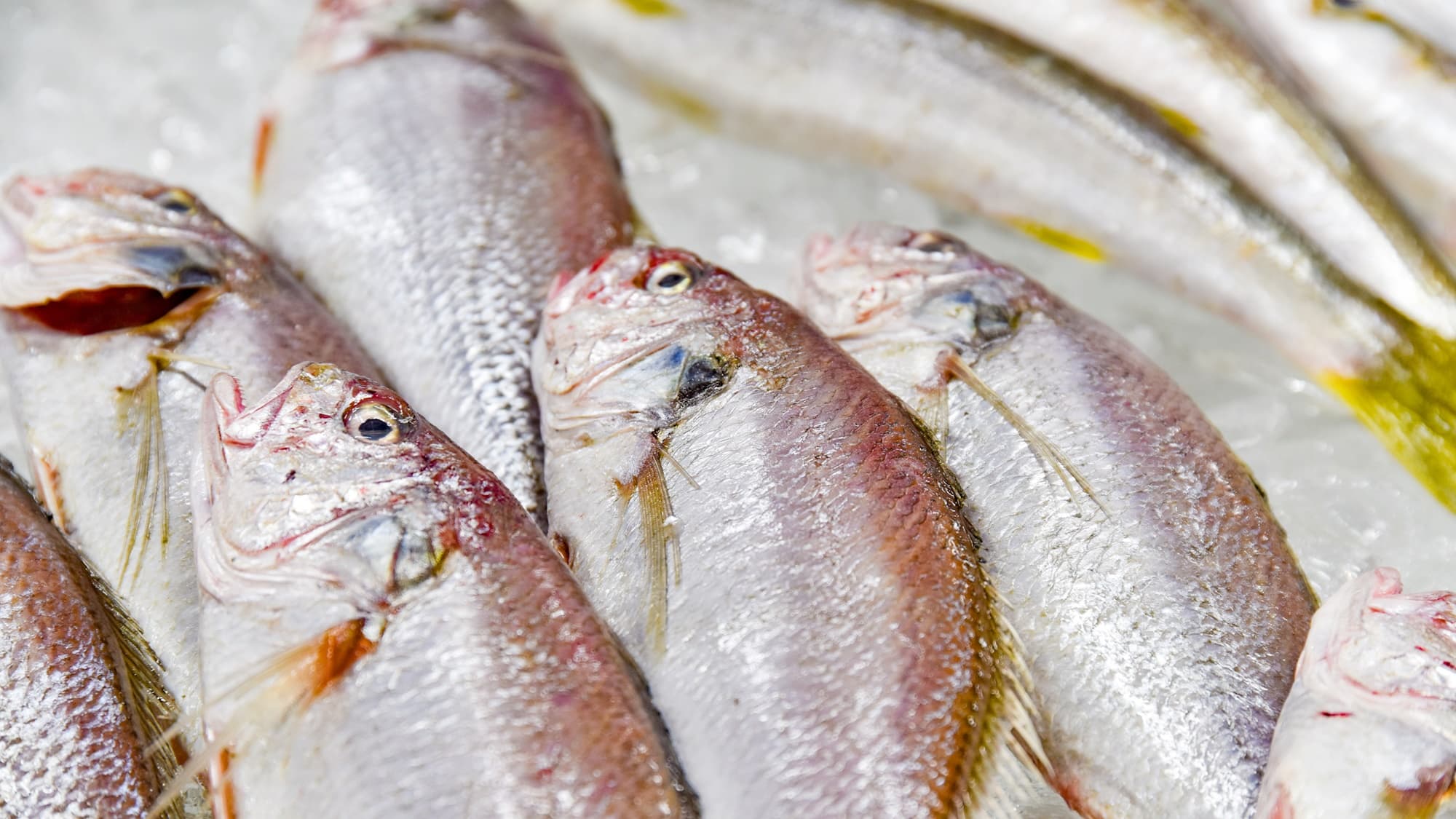 *Roadside Station Umiterrace Nakatsu/Peaceful! Fresh seafood on display