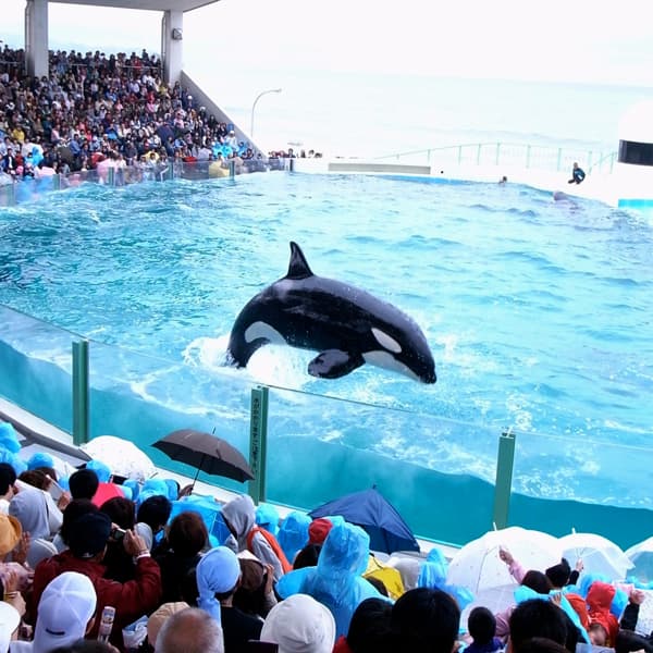 Let's go to Kamogawa Sea World ♪